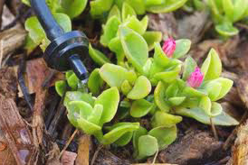 Drip system repair in Sacramento revives dormant succulent