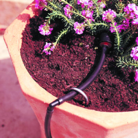 Sacramento drip system keeps a purple flower thriving